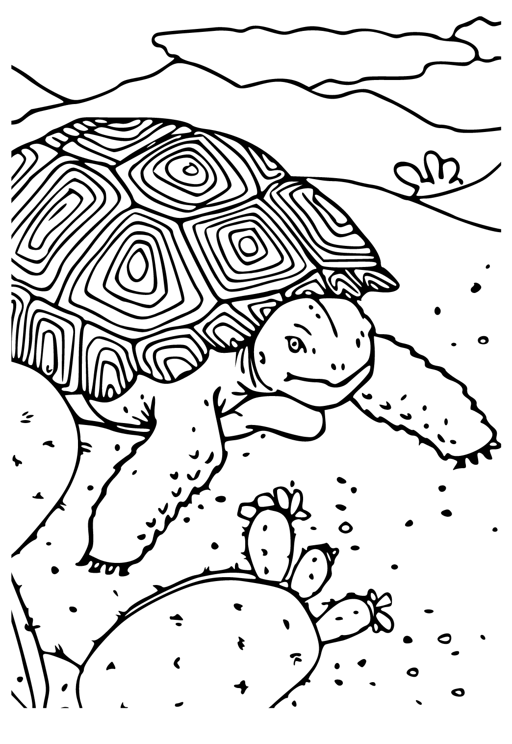 Mejor felicitaciãn desierto tortuga para colorear y imprimir gratis para adultos niãas y niãos