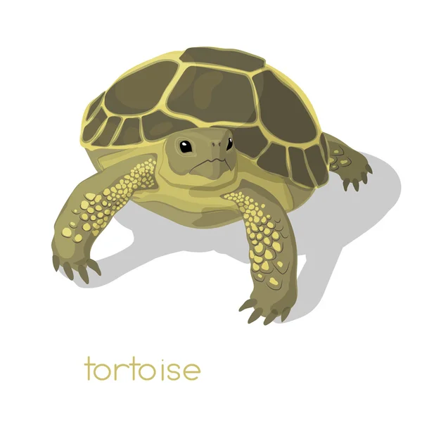 Tortuga vector images