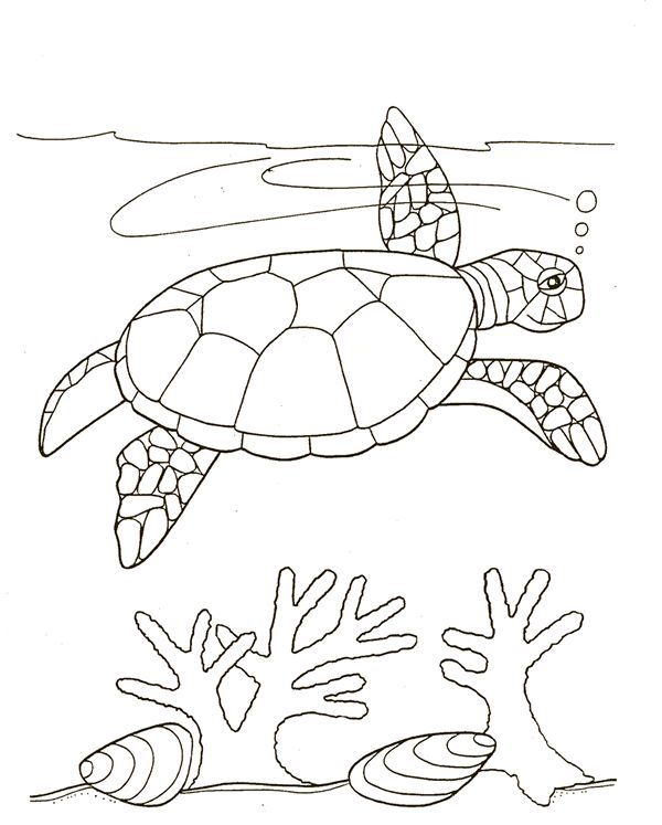 Dibujos de tortugas para colorear