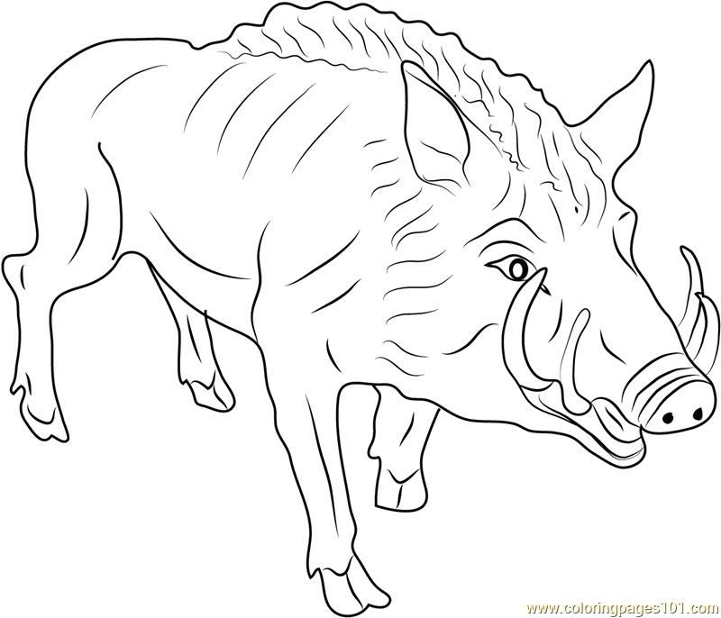 Eurasian wild pig coloring page for kids