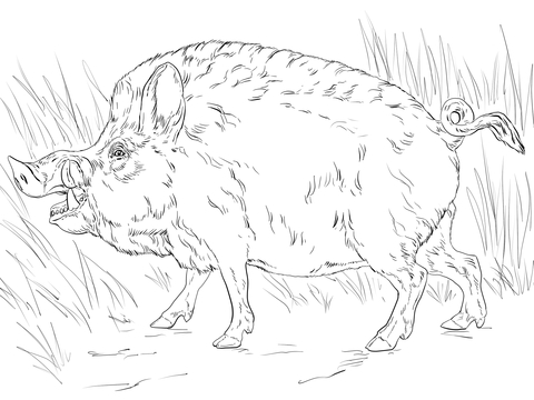 Big wild boar coloring page free printable coloring pages