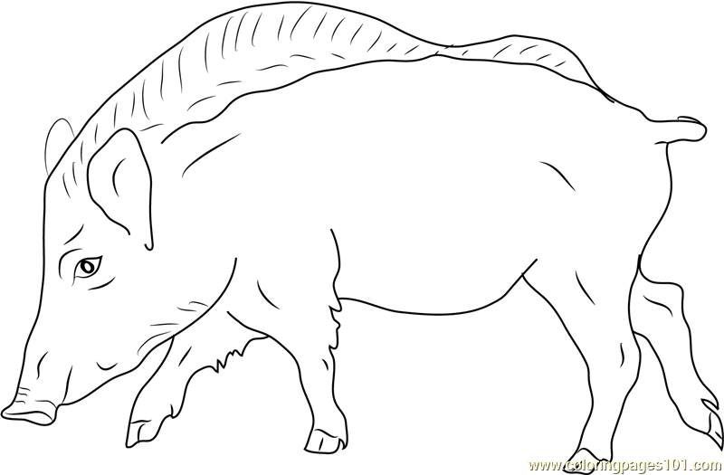 European wild boar coloring page for kids