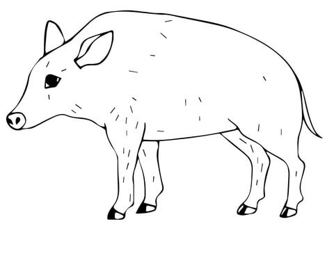 Wild pig coloring page free printable coloring pages