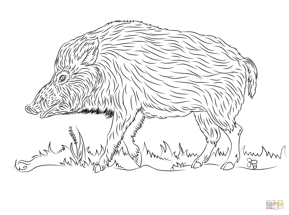 Wild boar walks coloring page free printable coloring pages