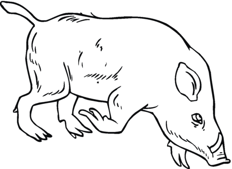 Wild boar coloring page free printable coloring pages