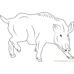 Boar coloring pages for kids printable free download