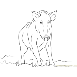 Boar coloring pages for kids printable free download