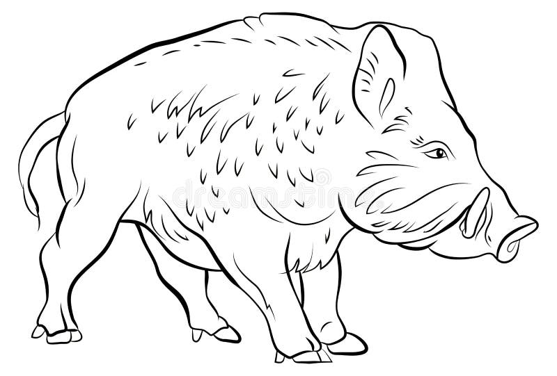 Wild boar coloring stock illustrations â wild boar coloring stock illustrations vectors clipart