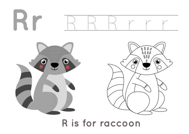 Coloring and tracing page with letter r and cute cartoon raccoon stock illustration