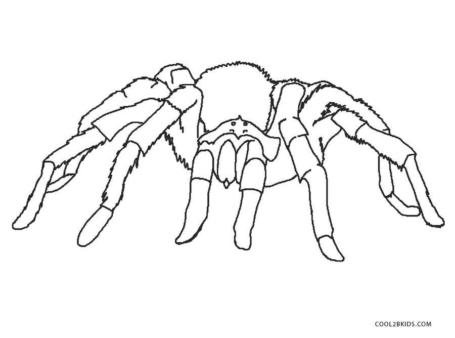 Free printable spider coloring pages for kids