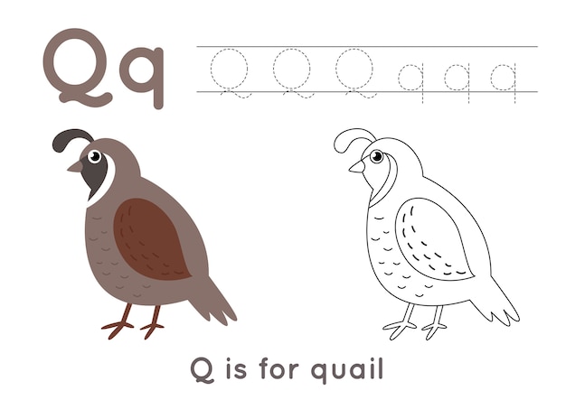 Premium vector alphabet coloring page for kids basic writing activity tracing abc letters worksheet letter q with cute quail