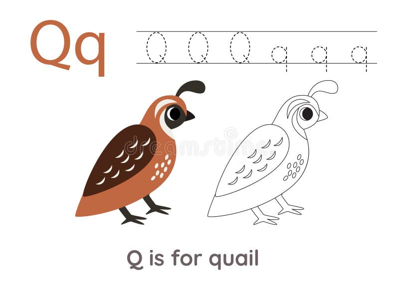 Letter q coloring stock illustrations â letter q coloring stock illustrations vectors clipart