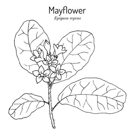 Mayflower or trailing arbutus epigaea repens state flower of massachusetts ù ùùø øªøµù ùù ù