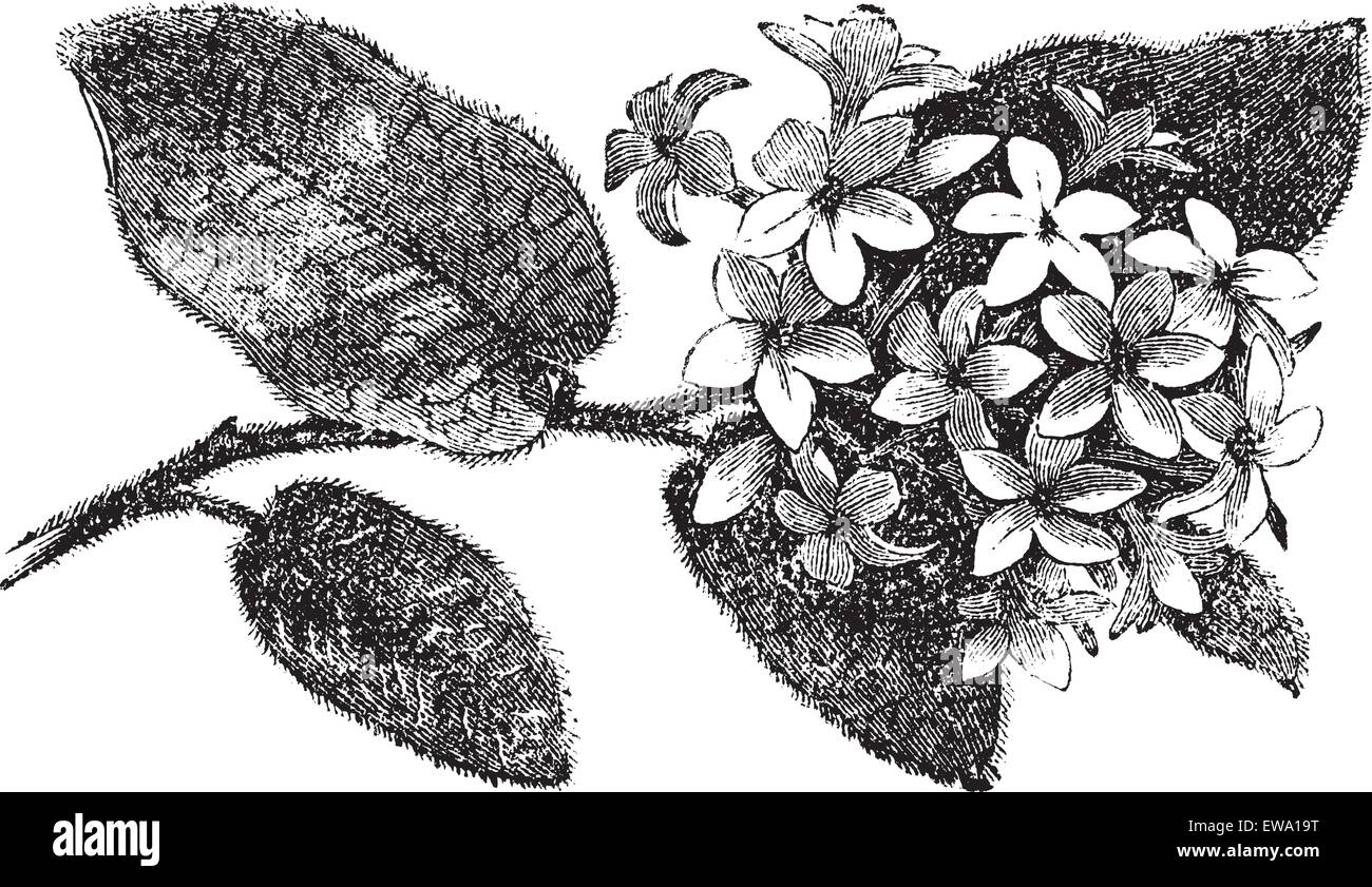 Trailing arbutus hi