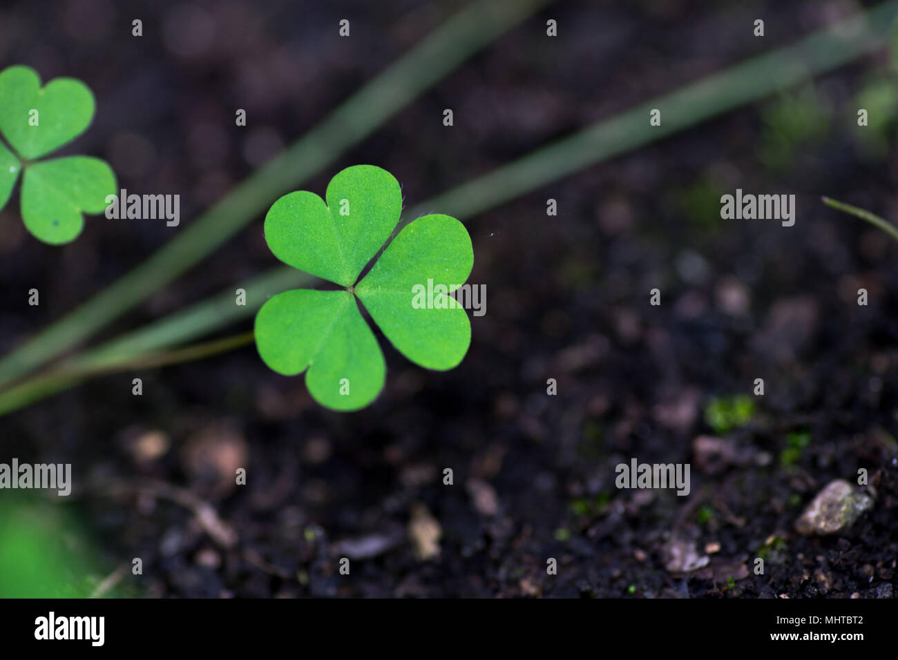 Leaf clover fotografãas e imãgen de alta roluciãn