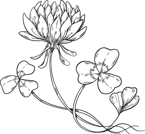 Dibujo de flor de trãbol para colorear dibujos para colorear imprimir gratis