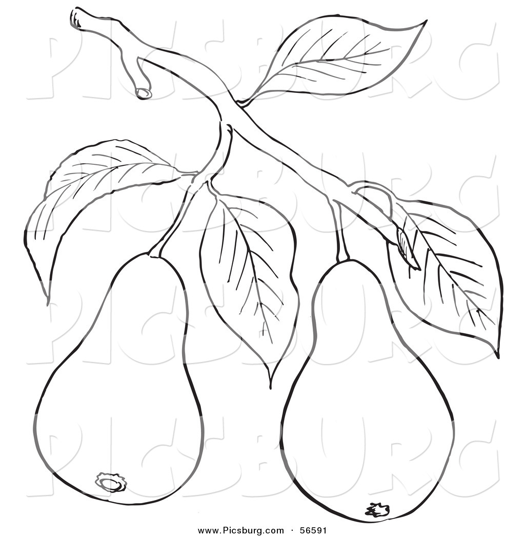 Clip art of a coloring page of a pear tree branch with fruits by