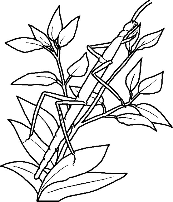 An insect camouflage as tree branch coloring page coloring sky