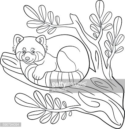 Coloring pages little cute red panda on the tree branch stock clipart royalty