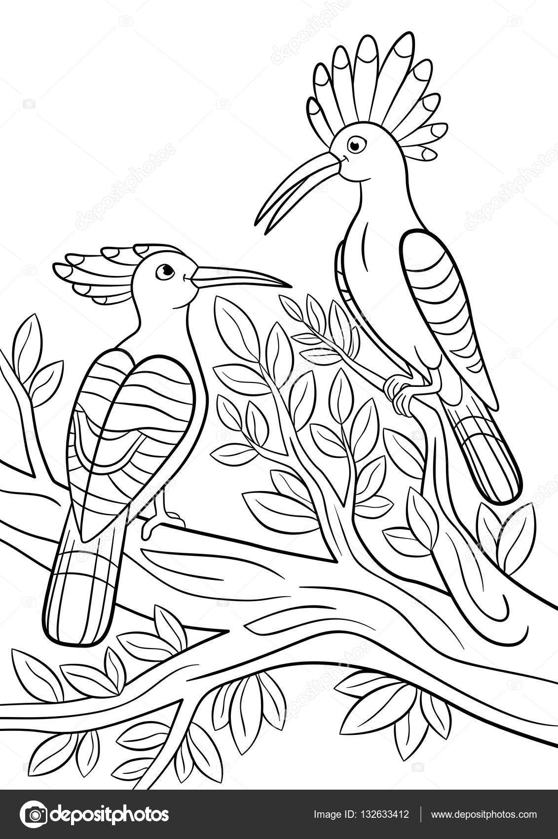 Coloring pages two beautiful hoopoes sit on the tree branch stock vector by ya