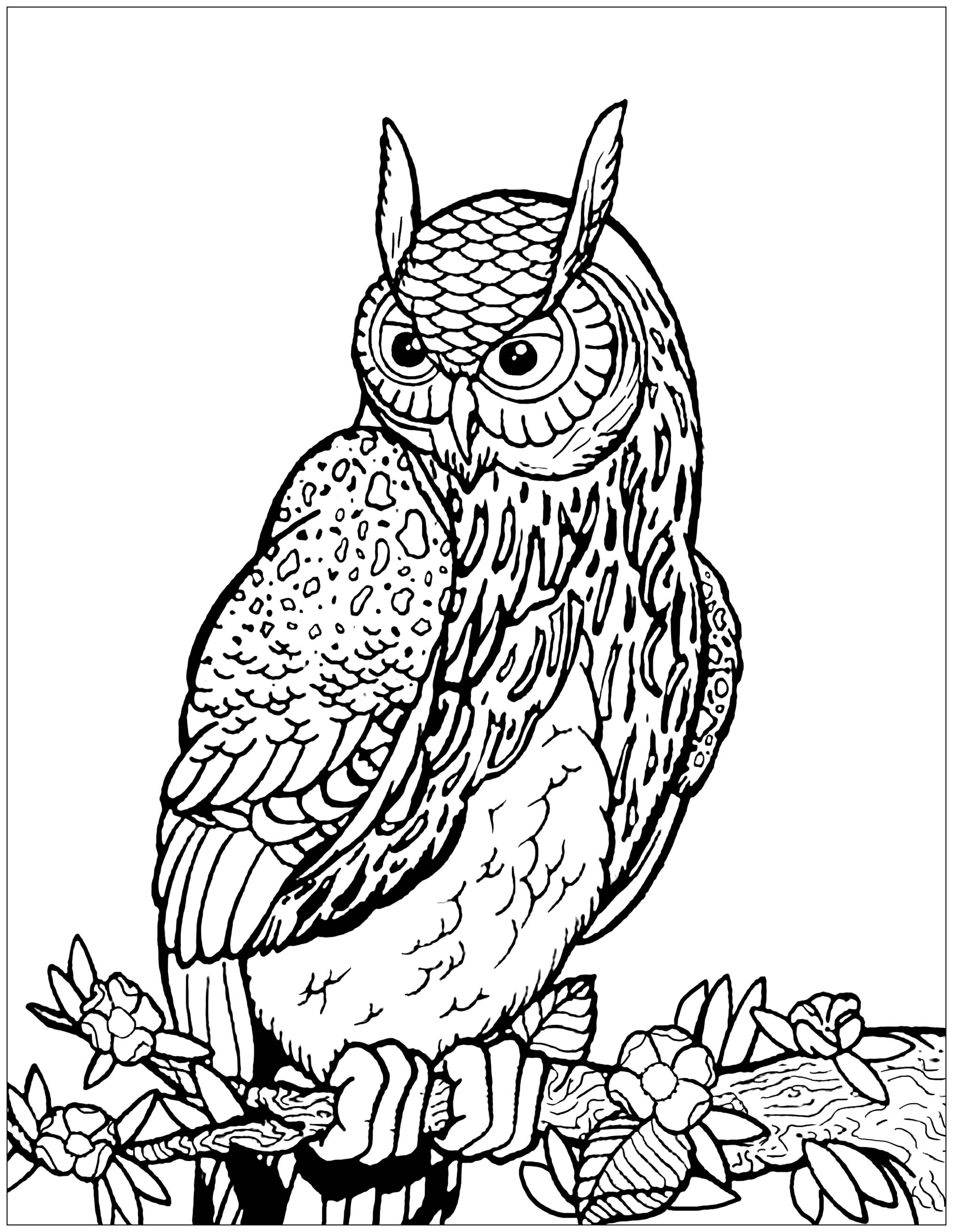 Owl on tree branch