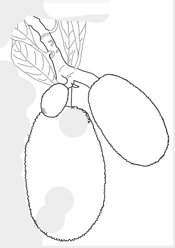 Coloring pages jackfruit on the branch tree coloring page