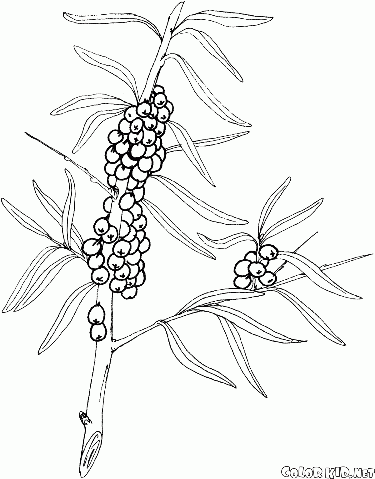 Coloring page