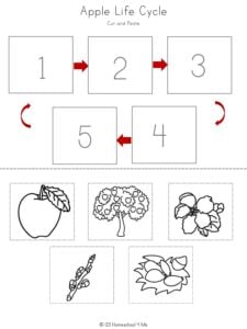 Ð free apple life cycle printable worksheets