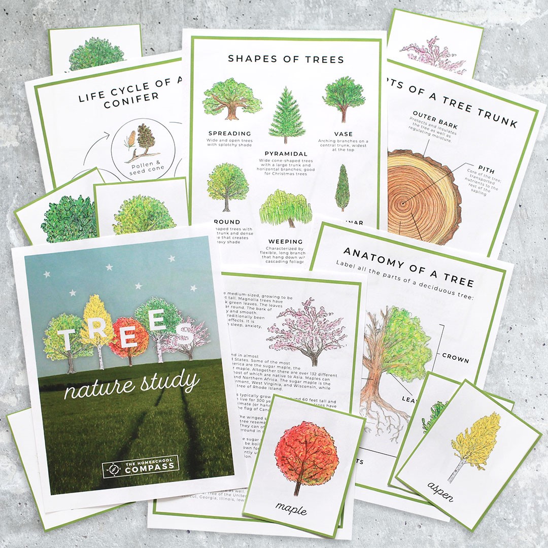 Free tree nature study printables