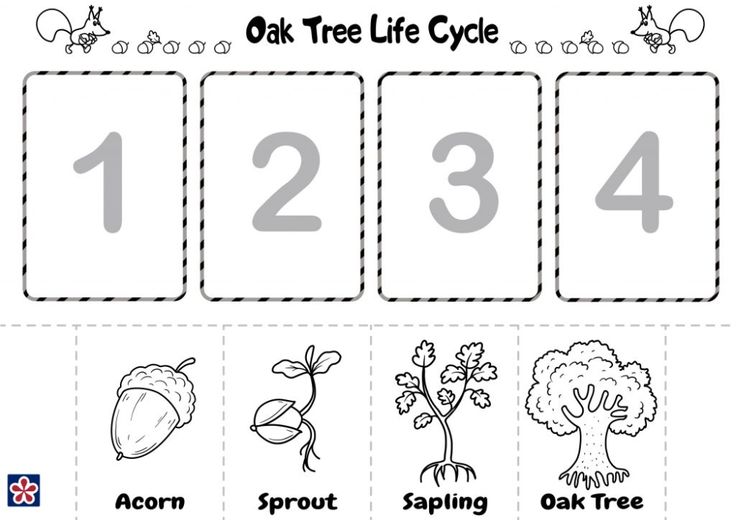From acorn to oak tree free printables teachersmag tree life cycle life cycles life cycles preschool