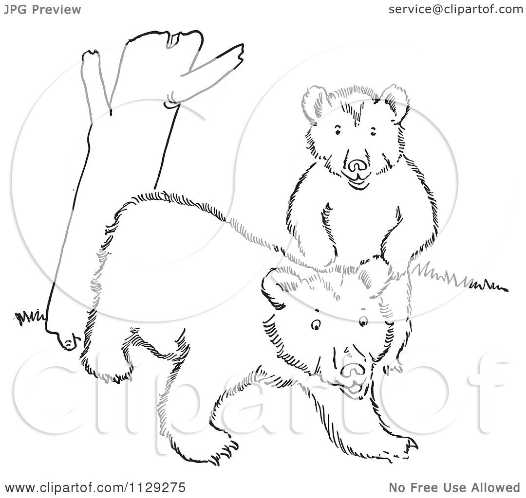 Cartoon clipart of outlined playful bear cubs by a tree trunk