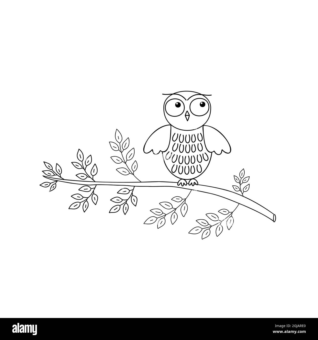 Owl on tree branch black and white stock photos images