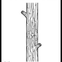 Trees â page â the art kit