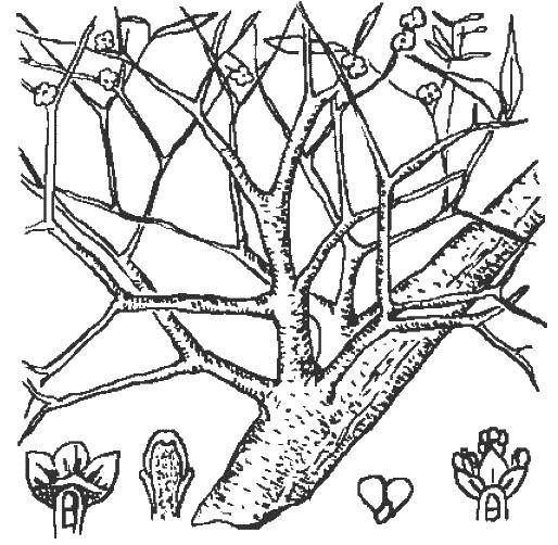 Online coloring pages branches coloring the tnk and branches of a tree tree