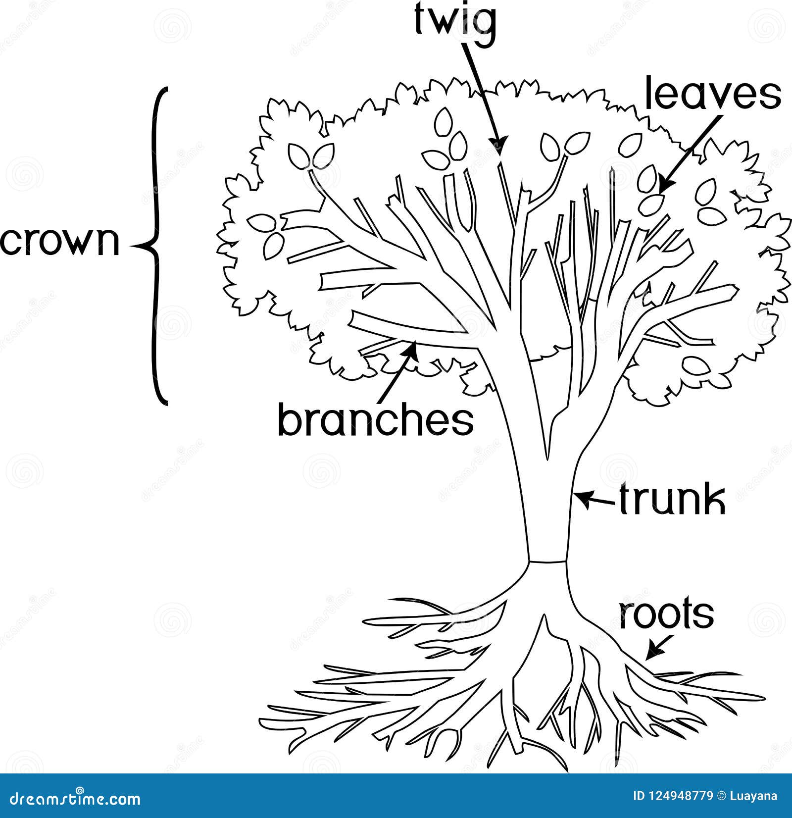 Coloring page parts of plant morphology of tree with crown root system and titles stock vector