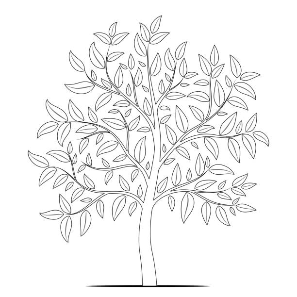 Tree coloring page stock photos pictures royalty