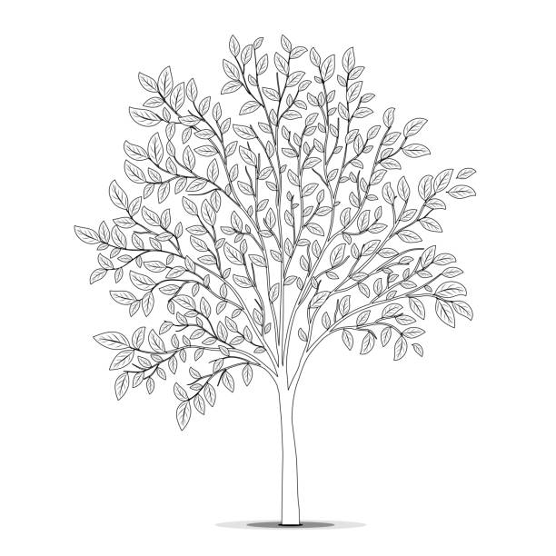Tree with leaves silhouette on white background coloring page stock illustration