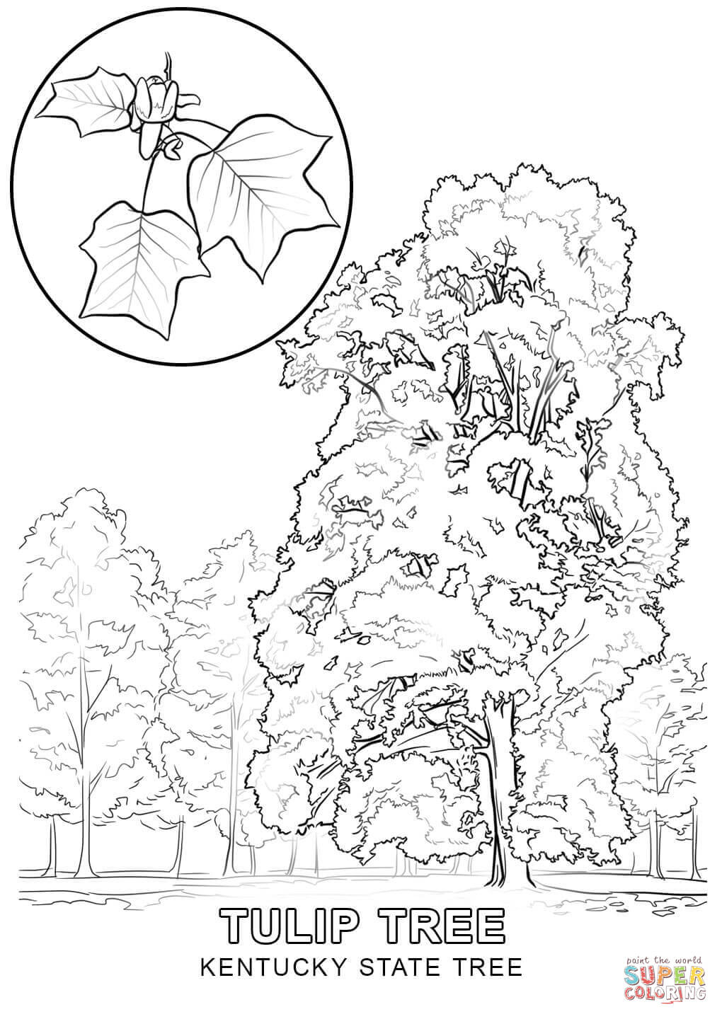 Kentucky state tree coloring page free printable coloring pages