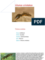 Croitorul alpin pdf