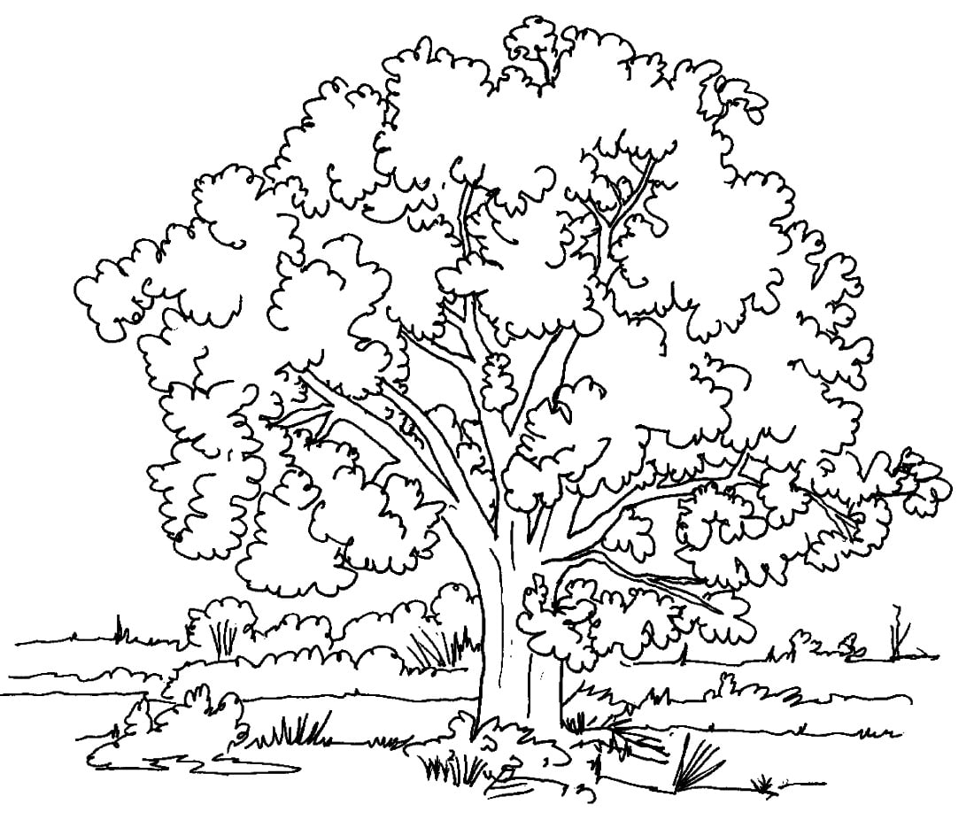 Arboles para colorear ð