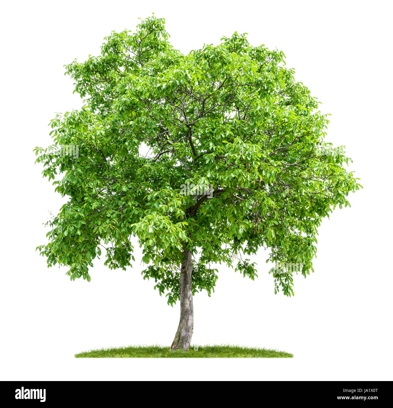 En el tronco de un ãrbol imãgen recortadas de stock