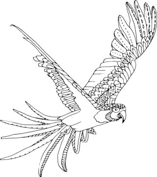 Tropical bird parrot single isolated hand drawing coloring for kids and adults beautiful drawing with patterns and small details coloring pictures vector vector