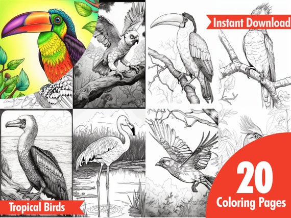 Tropical bird coloring tropical coloring exotic bird coloring bird coloring sheets jungle bird coloring macaw coloring sheets