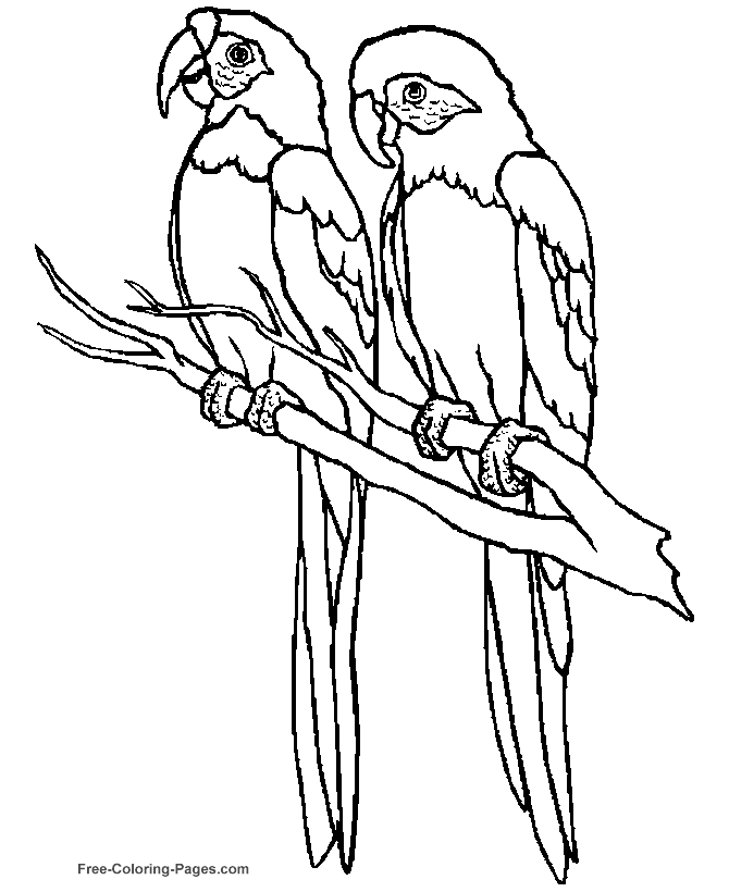 Printable bird coloring pages