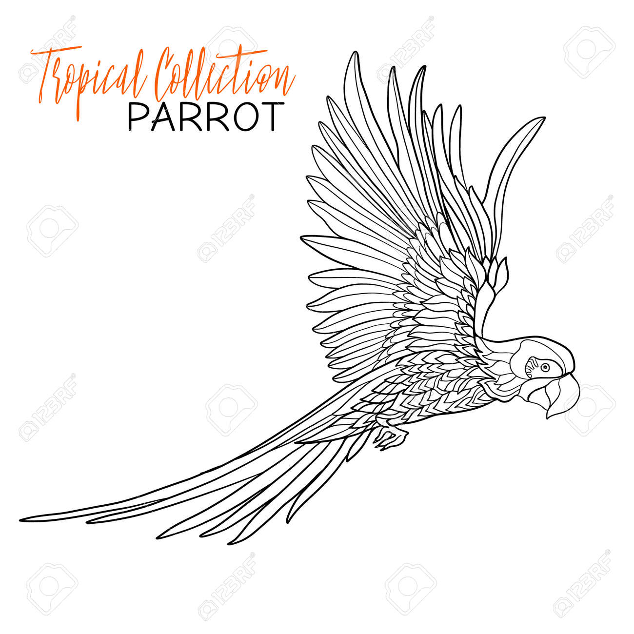 Parrot tropical bird vector illustration coloring book for adult and older children coloring page outline drawing royalty free svg cliparts vectors and stock illustration image