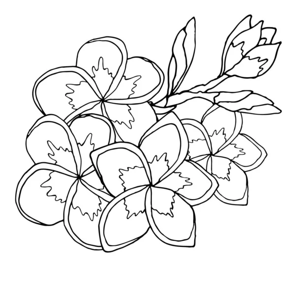 Floral coloring template with black line flower stock vector by ellinamailru