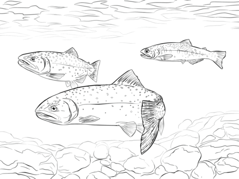 Greenback cutthroat trout coloring page free printable coloring pages skull coloring pages super coloring pages pencil drawings of animals