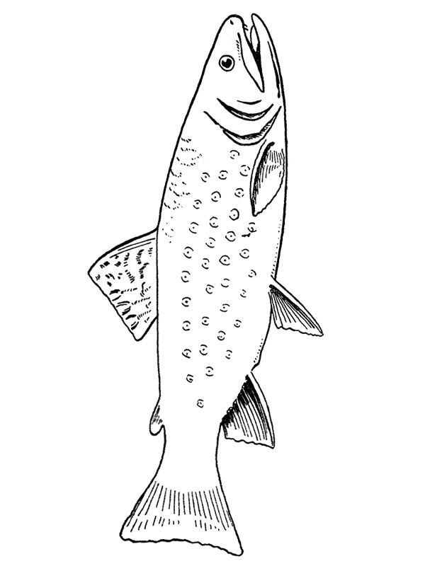 Trout coloring page