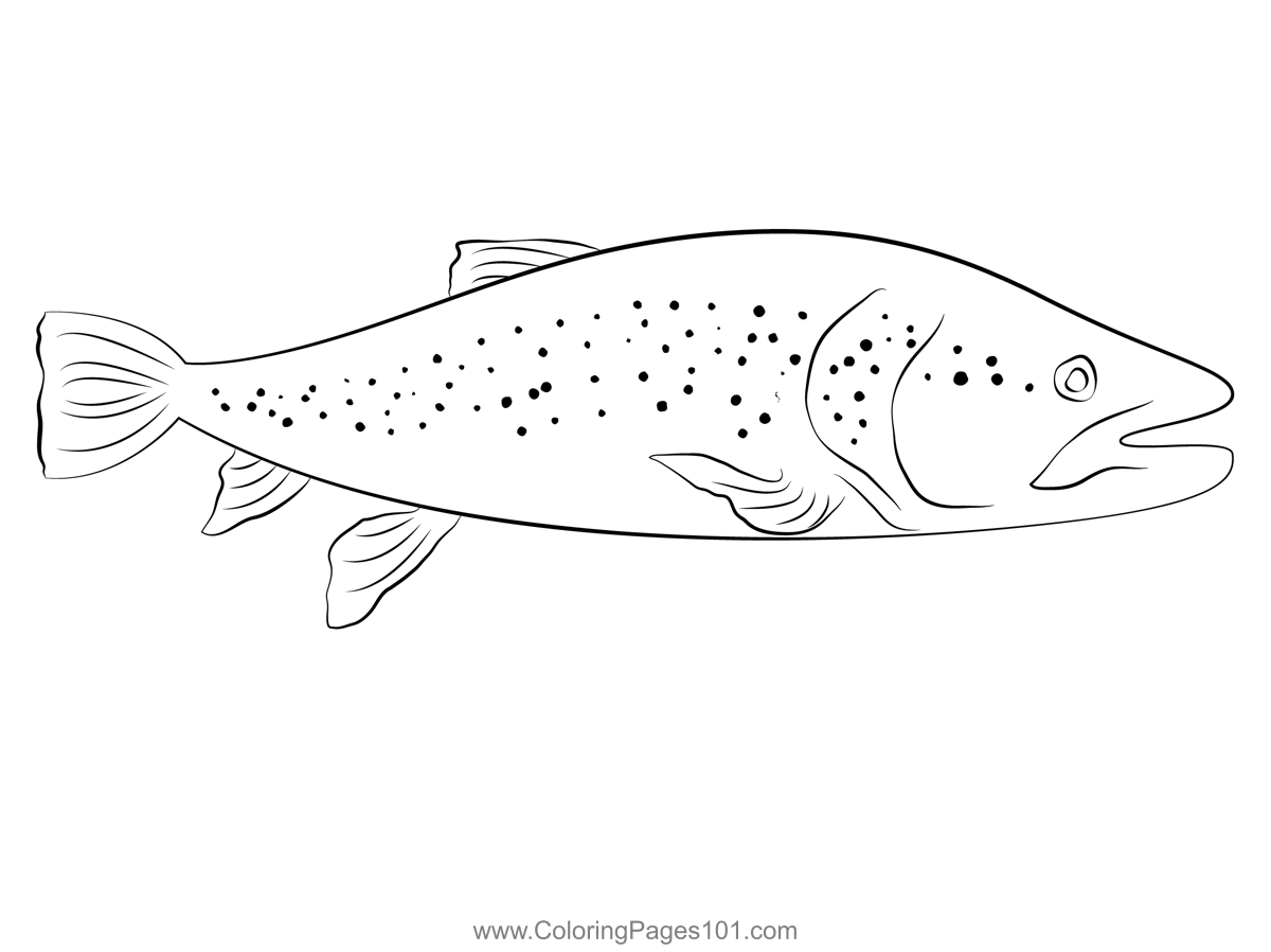Fly fishing brown trout coloring page for kids