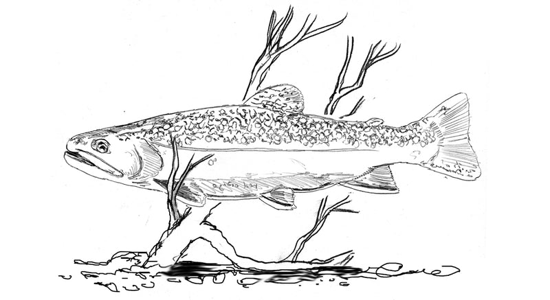 Brook trout original paper collage dolan geiman